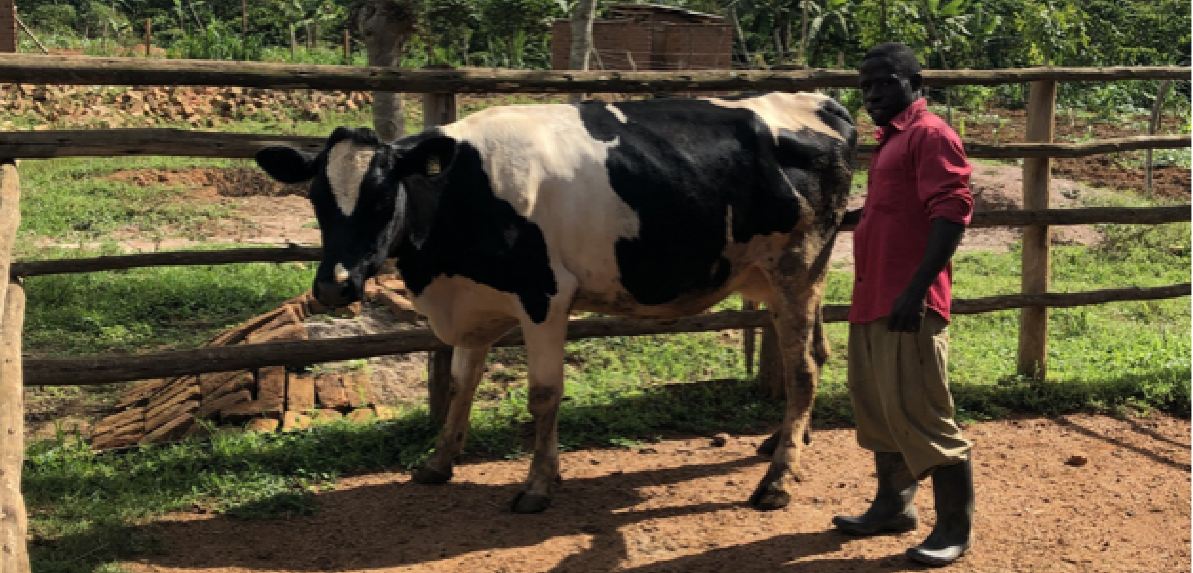 cow and man by a fence