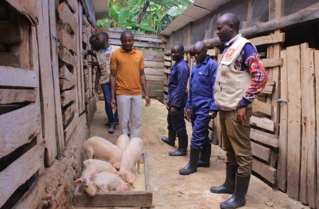 Pig Farming Saves Lives