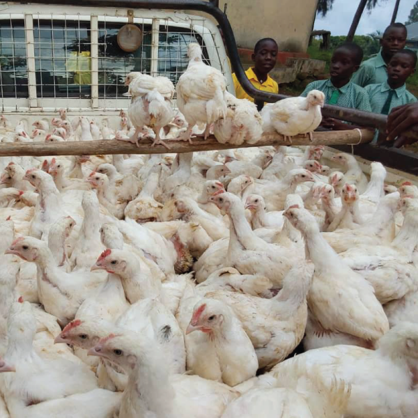 POULTRY in a truck