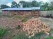 Lwangiri Piggery