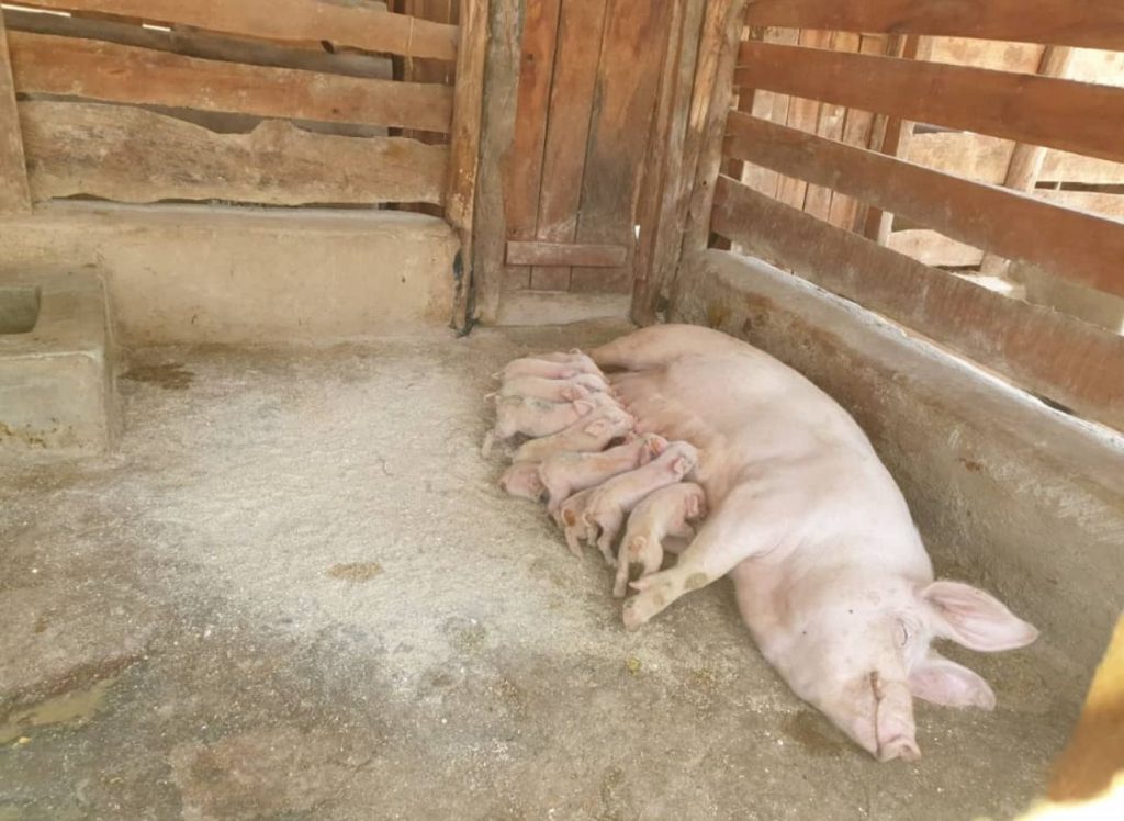 PHOTO-2025-07-16-22-02-37 mother pig is suckling her babies in Uganda